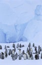 Emperor Penguin (Aptenodytes forsteri) colony Royalty Free Stock Photo