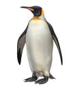 Emperor penguin Aptenodytes forsteri Royalty Free Stock Photo
