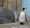 Emperor penguin (Aptenodytes forsteri) Royalty Free Stock Photo