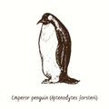 Emperor penguin Aptenodytes forsteri standing side view. Ink black and white doodle drawing