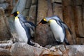 Emperor penguin (Aptenodytes forsteri) Royalty Free Stock Photo