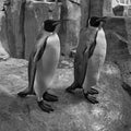 Emperor penguin (Aptenodytes forsteri) Royalty Free Stock Photo