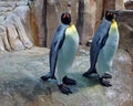 Emperor penguin (Aptenodytes forsteri) Royalty Free Stock Photo