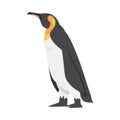 Emperor Penguin as Aquatic Flightless Bird with Flippers for Swimming in Standing Pose Vector Illustration