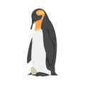 Emperor Penguin as Aquatic Flightless Bird with Flippers for Swimming in Standing Pose Vector Illustration