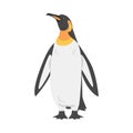 Emperor Penguin as Aquatic Flightless Bird with Flippers for Swimming in Standing Pose Vector Illustration