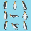 Emperor Penguin as Aquatic Flightless Bird with Flippers for Swimming Vector Set