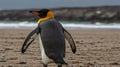 Emperor Penguin on the Beach Royalty Free Stock Photo