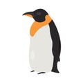 Emperor penguin bird Royalty Free Stock Photo