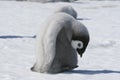 Emperor penguin chick Royalty Free Stock Photo