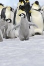 Emperor penguin chick Royalty Free Stock Photo