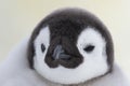 Emperor Penguin chick close up Royalty Free Stock Photo