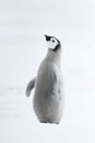 Emperor Penguin chick on ice Royalty Free Stock Photo