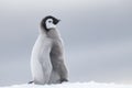 Emperor Penguin chick on ice Royalty Free Stock Photo