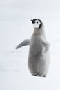 Emperor Penguin chick on ice Royalty Free Stock Photo