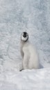 Emperor Penguin chick on snow in Antarctica Royalty Free Stock Photo