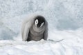 Emperor Penguin chick on ice Royalty Free Stock Photo