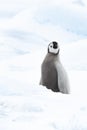 Emperor Penguin chick on ice Royalty Free Stock Photo