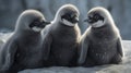 Emperor Penguin Chicks. Generative AI Royalty Free Stock Photo