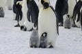 Emperor Penguin chicks and parent Royalty Free Stock Photo