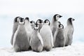 Emperor Penguin chicks on the ice Royalty Free Stock Photo