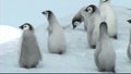 Emperor penguin chicks