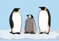 Emperor penguin FAMILY Royalty Free Stock Photo