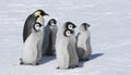 Emperor penguin family Royalty Free Stock Photo