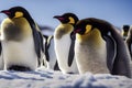 Emperor Penguin family with a fluffy baby, in snowy Antarctic, generative ai Royalty Free Stock Photo