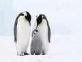 Emperor penguin family Royalty Free Stock Photo