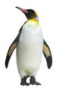 Emperor penguin Royalty Free Stock Photo