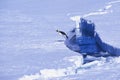 Emperor Penguin jumping out of the water, Weddell Sea, Antarctica