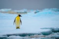 Emperor penguin in Natarctica standing and walk on snow Royalty Free Stock Photo