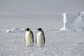 Emperor penguin pair Royalty Free Stock Photo