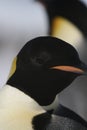 Emperor Penguin portrait Royalty Free Stock Photo