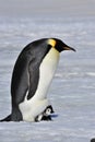Emperor Penguin Royalty Free Stock Photo