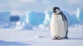 Emperor penguin on rocks near sea