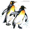 Emperor penguin set watercolor illustration