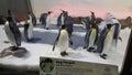 Emperor Penguin the tallest and heaviest of all living penguin Royalty Free Stock Photo