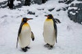 Emperor Penguin during winter with snow ground