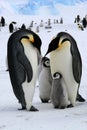 Emperor penguins