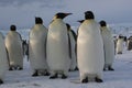 Císař tučňáci 