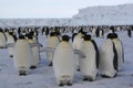 Emperor Penguins Royalty Free Stock Photo