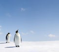 Emperor penguins Royalty Free Stock Photo