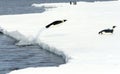 Emperor penguins (Aptenodytes forsteri)