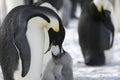 Emperor penguins (Aptenodytes forsteri) Royalty Free Stock Photo