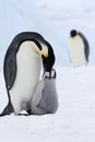 Emperor penguins (Aptenodytes forsteri)