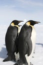 Emperor penguins (Aptenodytes forsteri)