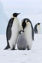 Emperor penguins (Aptenodytes forsteri) Royalty Free Stock Photo
