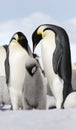 Emperor penguins (Aptenodytes forsteri)